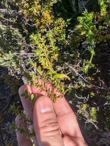 Stenogyne microphylla observed 2024-12-15