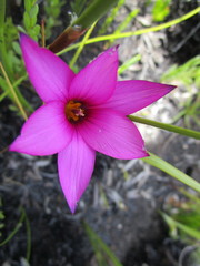 Romulea cruciata