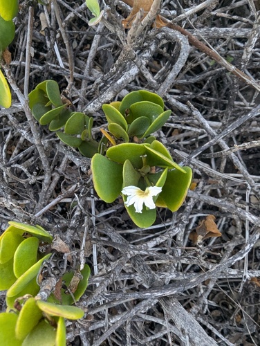 Dwarf Naupaka (Scaevola coriacea)