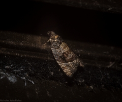 Asthenoptycha