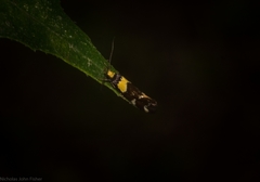 Epithymema helias