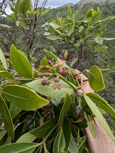 Polyscias oahuensis, photograph 3