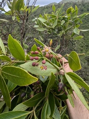 Polyscias oahuensis, photograph author not stated, no rights reserved