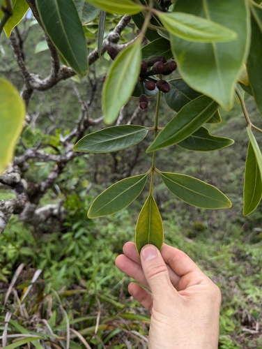 Polyscias oahuensis, photograph 5