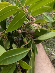 Polyscias oahuensis, photograph author not stated, no rights reserved