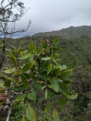 Polyscias oahuensis, photograph author not stated, no rights reserved