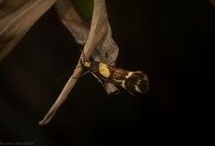 Epithymema helias