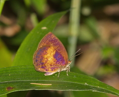 Arhopala perimuta
