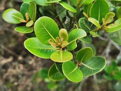 Sideroxylon borbonicum