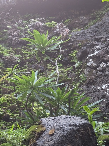 Ni'ihau lobelia (Lobelia niihauensis)