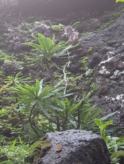 Lobelia niihauensis, photograph author not stated, no rights reserved