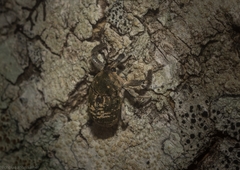 Eutyrhinus meditabundus