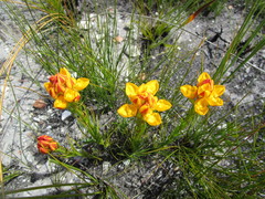 Ceratandra grandiflora