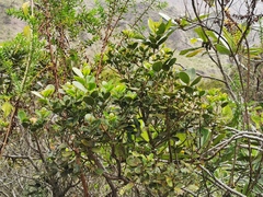 Sideroxylon borbonicum