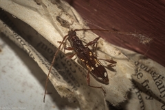 Coptocercus vicinus