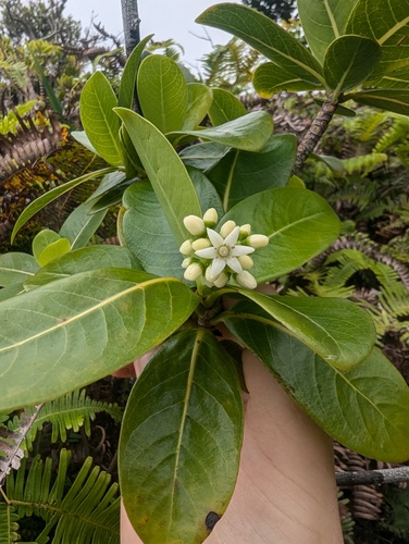 Psychotria kaduana observed 2025-05-11
