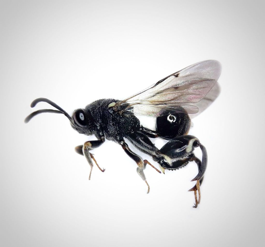 Chalcis biguttata