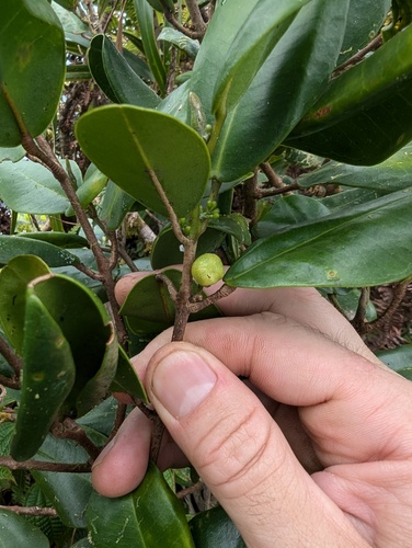 Melicope oahuensis observed 2025-05-11