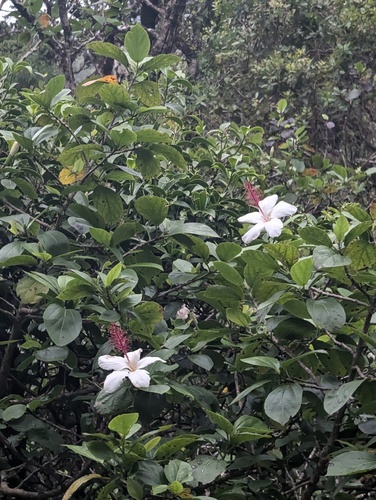 Hibiscus arnottianus