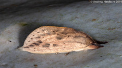 Saliocleta malayana
