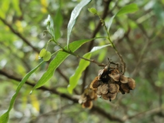 Dodonaea viscosa image