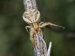 Xysticus pseudocristatus