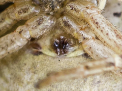 Xysticus pseudocristatus