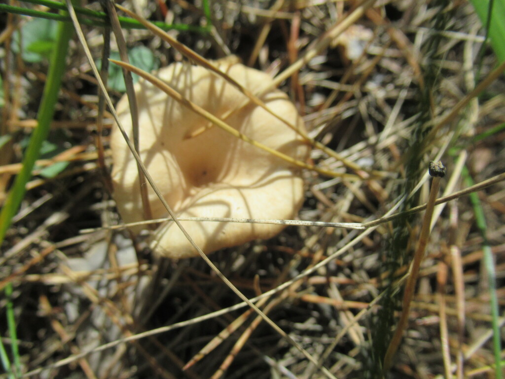 Infundibulicybe gibba · September 2025 · photo: © smsergey (iNaturalist, cc-by-nc)