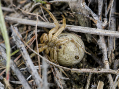Xysticus pseudocristatus
