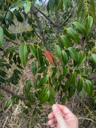 Swietenia mahagoni, 2025-07-19