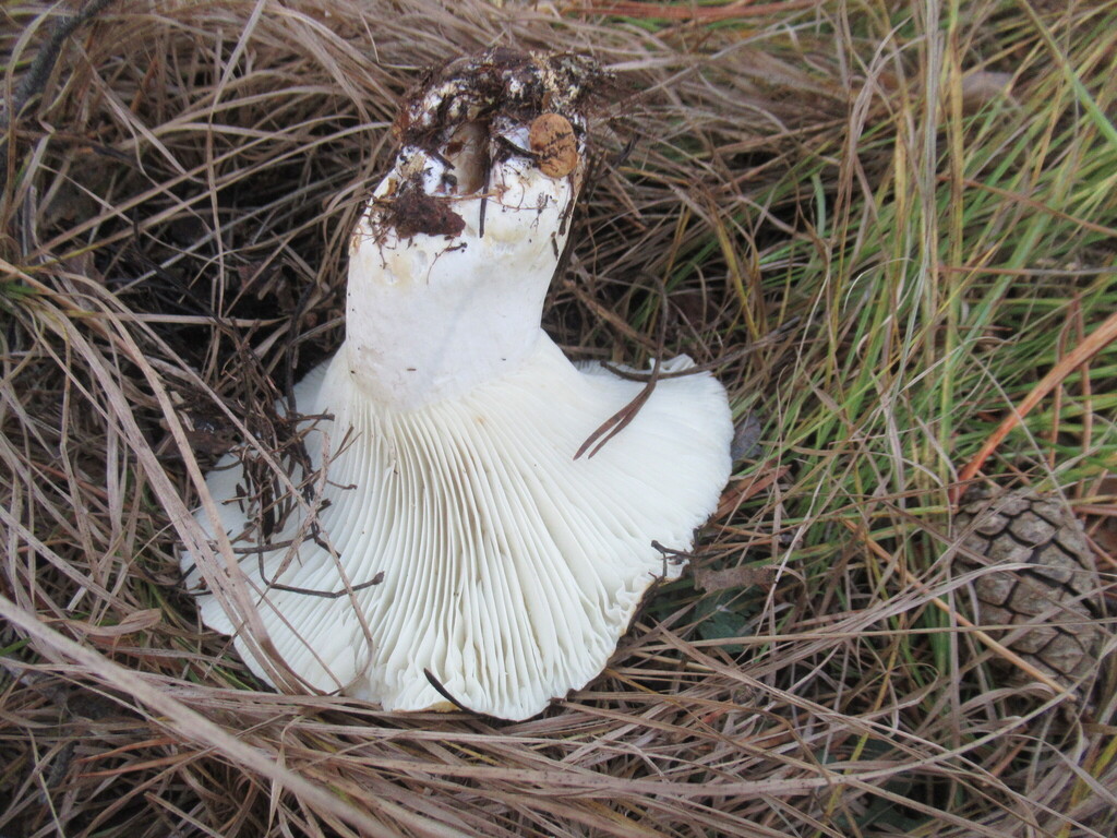 Russula delica · September 2025 · photo: © smsergey (iNaturalist, cc-by-nc)