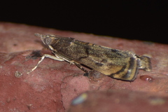 Noorda