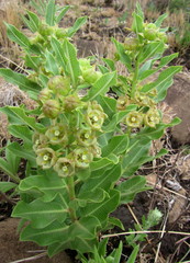 Pachycarpus dealbatus