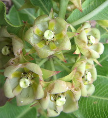 Pachycarpus dealbatus