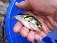 Yellowfin Puffer photo 4