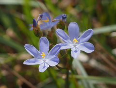 Orthrosanthus polystachyus