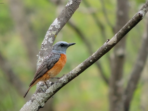 Miombo Rock Thrush (Monticola angolensis), photo 6