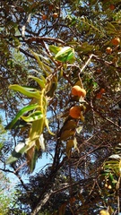 Diospyros sericea