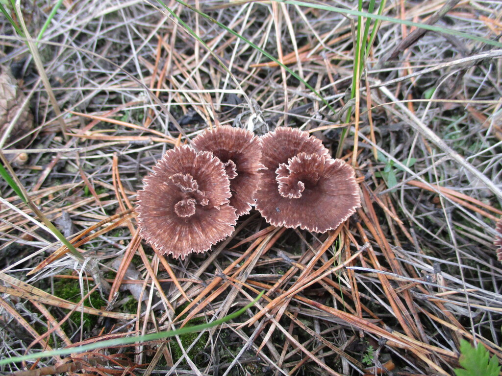 Thelephora caryophyllea · August 2025 · photo: © smsergey (iNaturalist, cc-by-nc)