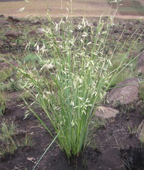 Festuca costata