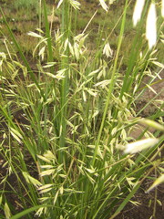 Festuca costata
