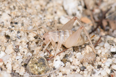 Ceuthophilus fossor