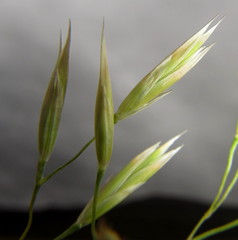 Festuca costata