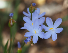 Orthrosanthus polystachyus