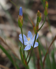 Orthrosanthus polystachyus