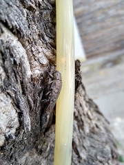 Chrysobothrini