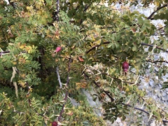 Rosa webbiana