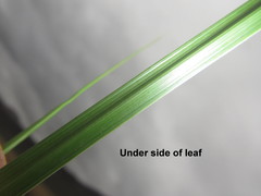 Festuca costata