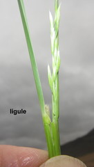 Festuca costata