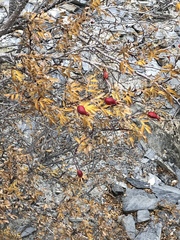 Rosa webbiana